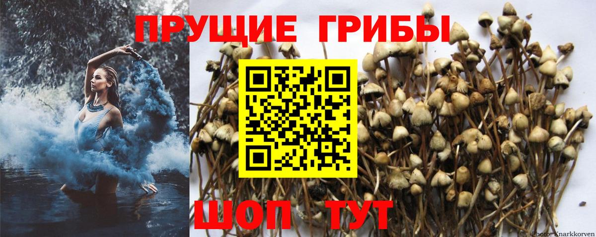 Галлюциногенные грибы Cubensis Кольчугино